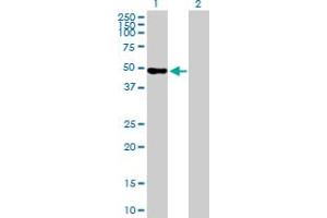 Western Blot analysis of WDR41 expression in transfected 293T cell line by WDR41 MaxPab polyclonal antibody. (WDR41 antibody  (AA 1-459))