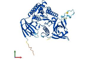 AlphaFold protein structure predicition of Human Recombinant CLP1 Protein, UniprotID Q92989 (CLP1 Protein (AA 1-425) (His tag))