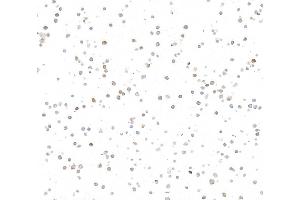 Immunocytochemistry (ICC) image for anti-REL proto-oncogene (c-Rel) (C-Term) antibody (ABIN7795771) (Recombinant c-Rel antibody  (C-Term))