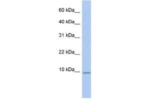 WB Suggested Anti-FXYD7 Antibody Titration:  0. (FXYD7 antibody  (N-Term))