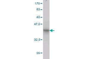 Western Blot detection against Immunogen (36. (RHOT1 antibody  (AA 483-580))