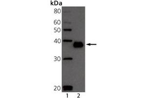 Western blot analysis of BCMA: Lane 1: MW marker, Lane 2: Mouse BCMA Recombinant Protein. (BCMA antibody  (Extracellular Domain))