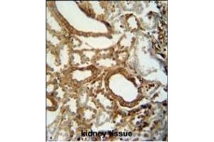 INSC antibody (C-term) (ABIN653656 and ABIN2842996) immunohistochemistry analysis in formalin fixed and paraffin embedded human kidney tissue followed by peroxidase conjugation of the secondary antibody and DAB staining. (INSC antibody  (C-Term))