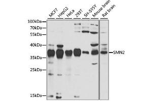 Western blot analysis of extracts of various cell lines, using SMN2 antibody (ABIN2737565) at 1:1000 dilution. (SMN2 antibody)