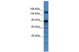 Western Blot showing POGZ antibody used at a concentration of 1.