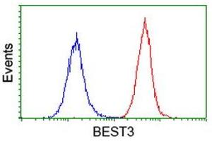 Image no. 2 for anti-Bestrophin 3 (BEST3) antibody (ABIN1501730) (Bestrophin 3 antibody)