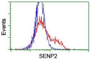 Image no. 2 for anti-SUMO1/sentrin/SMT3 Specific Peptidase 2 (SENP2) (AA 139-523) antibody (ABIN1490927) (SENP2 antibody  (AA 139-523))