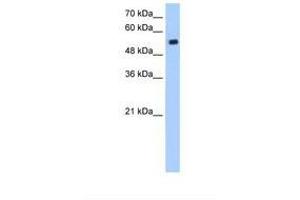 Image no. 1 for anti-Zinc Finger Protein interacting with Ribonucleoprotein K (ZIK1) (AA 51-100) antibody (ABIN341424)