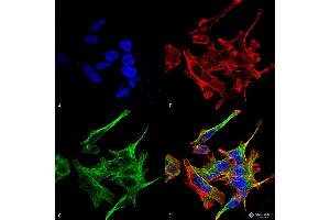 Immunocytochemistry/Immunofluorescence analysis using Rabbit Anti-GABARAPL1 Polyclonal Antibody .