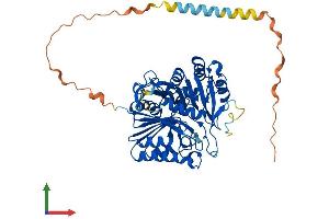Protein Structure (PS) image for Phospholipase D4 (PLD4) (AA 1-506) protein (His tag) (ABIN7550806)