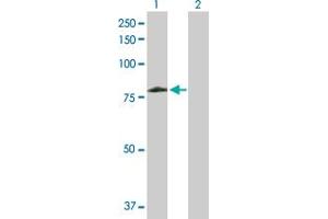 Western Blot analysis of ARAF expression in transfected 293T cell line by ARAF MaxPab polyclonal antibody. (ARAF antibody  (AA 1-606))
