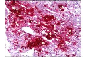 Immunohistochemistry (IHC) image for anti-Neuropeptide Y (NPY) antibody (ABIN953678) (NPY antibody)