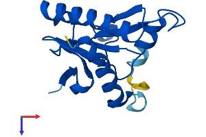 AlphaFold protein structure predicition of Mouse Recombinant Fhit Protein, UniprotID O89106 (FHIT Protein (AA 1-150) (His tag))