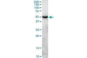 CLEC14A MaxPab polyclonal antibody. (CLEC14A antibody  (AA 1-490))