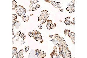 IHC analysis of SEC22B using anti-SEC22B antibody (ABIN7602121). (SEC22B antibody  (AA 6-197))