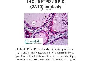 Image no. 1 for anti-Surfactant Protein D (SFTPD) (AA 21-376), (full length) antibody (ABIN1723757) (SFTPD antibody  (full length))