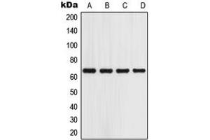 Western blot analysis of GPR153 expression in A549 (A), HeLa (B), Raw264. (GPR153 antibody  (Center))