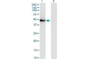 Western Blot analysis of POLG2 expression in transfected 293T cell line by POLG2 monoclonal antibody (M01), clone 1A2.