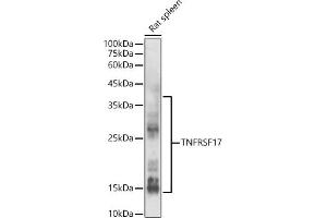 Western blot analysis of extracts of Rat spleen, using TNFRSF17 antibody (ABIN7271066) at 1:500 dilution. (BCMA antibody  (AA 1-100))