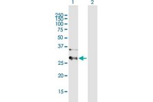 Western Blot analysis of HIBADH expression in transfected 293T cell line by HIBADH MaxPab polyclonal antibody.