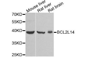 Western blot analysis of extracts of various tissues, using BCL2L14 antibody.