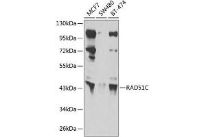 Western blot analysis of extracts of various cell lines, using RC antibody (ABIN6132581, ABIN6146645, ABIN6146648 and ABIN6222713) at 1:1000 dilution. (RAD51C antibody  (AA 1-135))