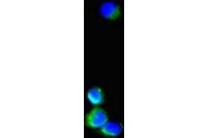 Immunofluorescent analysis of Hela cells using ABIN7169495 at dilution of 1:100 and Alexa Fluor 488-congugated AffiniPure Goat Anti-Rabbit IgG(H+L) (SH3BP5 antibody  (AA 49-455))