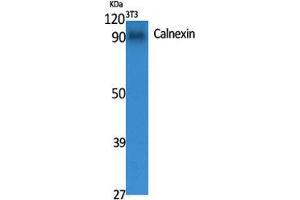 Western Blot (WB) analysis of specific cells using Calnexin Polyclonal Antibody. (Calnexin antibody  (Ser196))