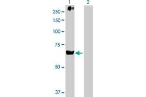 Western Blot analysis of AFP expression in transfected 293T cell line by AFP MaxPab polyclonal antibody. (alpha Fetoprotein antibody  (AA 1-609))
