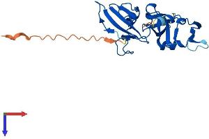 Chromosome 8 Open Reading Frame 82 (C8ORF82) (AA 1-216) protein (His tag)