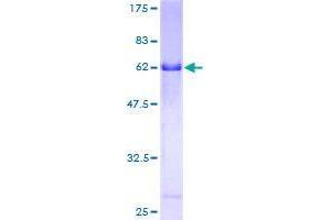 Emilin1 Protein (AA 1-347) (GST tag)