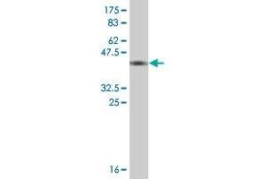 Western Blot detection against Immunogen (36. (Thimet Oligopeptidase 1 antibody  (AA 255-354))