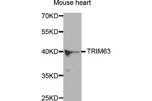 Western Blotting (WB) image for anti-Tripartite Motif Containing 63 (TRIM63) antibody (ABIN3017373) (TRIM63 antibody)