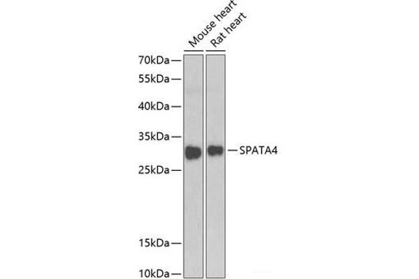 SPATA4 抗体