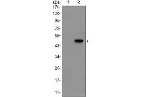 Western blot analysis using GCG mAb against HEK293 (1) and GCG(AA: 1-180)-hIgGFc transfected HEK293 (2) cell lysate.