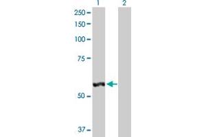 Western Blot analysis of LAP3 expression in transfected 293T cell line by LAP3 MaxPab polyclonal antibody.