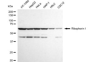 Western blotting analysis using Ribophorin I antibody (ABIN7800214). (Recombinant RPN1 antibody)