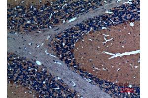 Immunohistochemistry (IHC) analysis of paraffin-embedded Rat Brain, antibody was diluted at 1:100. (SCG3 antibody  (N-Term))