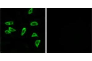 Immunofluorescence analysis of LOVO cells, using PTGER3 Antibody. (PTGER3 antibody  (AA 16-65))