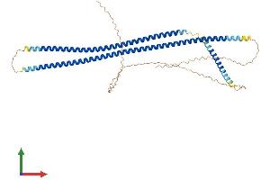 AlphaFold protein structure predicition of Human Recombinant KRT13 Protein, UniprotID P13646 (Cytokeratin 13 Protein (AA 1-458) (His tag))