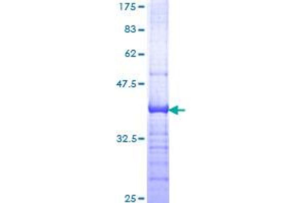 Integrin beta 4 Protein (ITGB4) (AA 28-137) (GST tag)