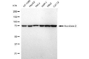 Western blotting analysis using Aconitase 2 antibody (ABIN7797450). (Recombinant ACO2 antibody)