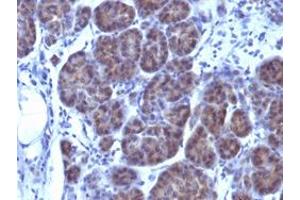 Immunohistochemical staining (Formalin-fixed paraffin-embedded sections) of human placenta with GLG1 monoclonal antibody, clone GLG1/970 . (GLG1 antibody)