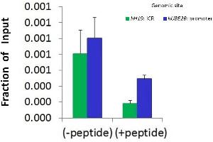 Chromatin Immunoprecipitation (ChIP) Using Hdac6 Antibody - C-terminal region  and HCT116 Cells (HDAC6 antibody  (C-Term))
