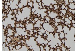 ABIN6267076 at 1/100 staining Mouse lung tissue by IHC-P. (c-FOS antibody  (pSer32))