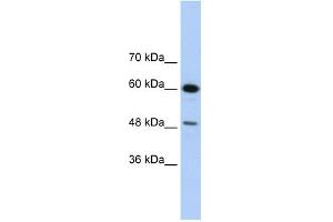 WB Suggested Anti-DAZAP1 Antibody Titration:  1.