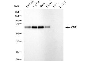 Western blotting analysis using CDT1 antibody (ABIN7798061).