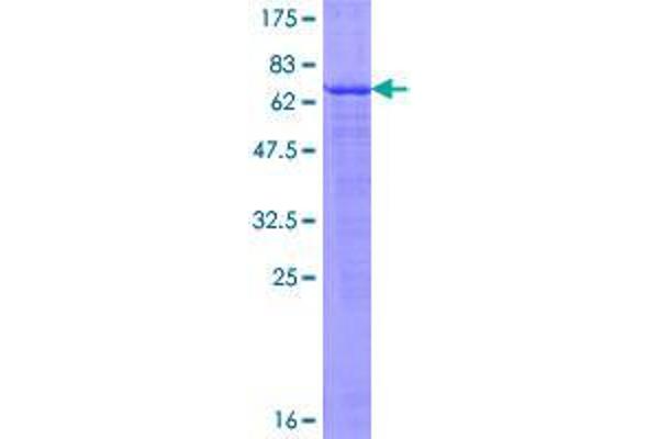 Ectodysplasin A2 Receptor Protein (EDA2R) (AA 1-297) (GST tag)