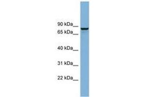 Image no. 1 for anti-Golgi-Associated, gamma Adaptin Ear Containing, ARF Binding Protein 3 (GGA3) (AA 179-228) antibody (ABIN6741981)