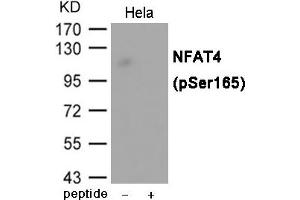 Western blot analysis of extracts from Hela cells using NFAT4 (Phospho-Ser165) Antibody. (NFATC3 antibody  (pSer165))